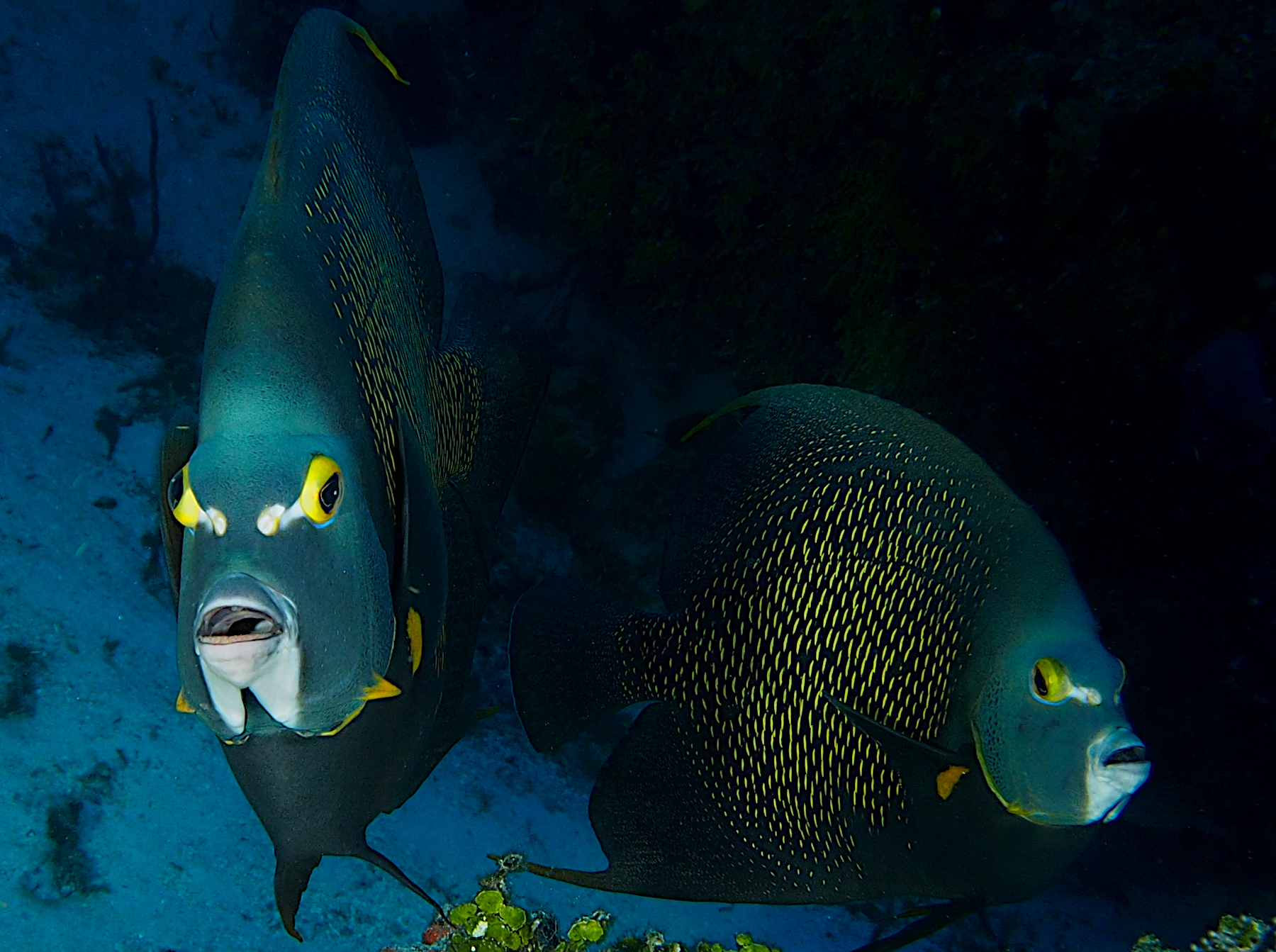 French Angelfish - Pomacanthus paru