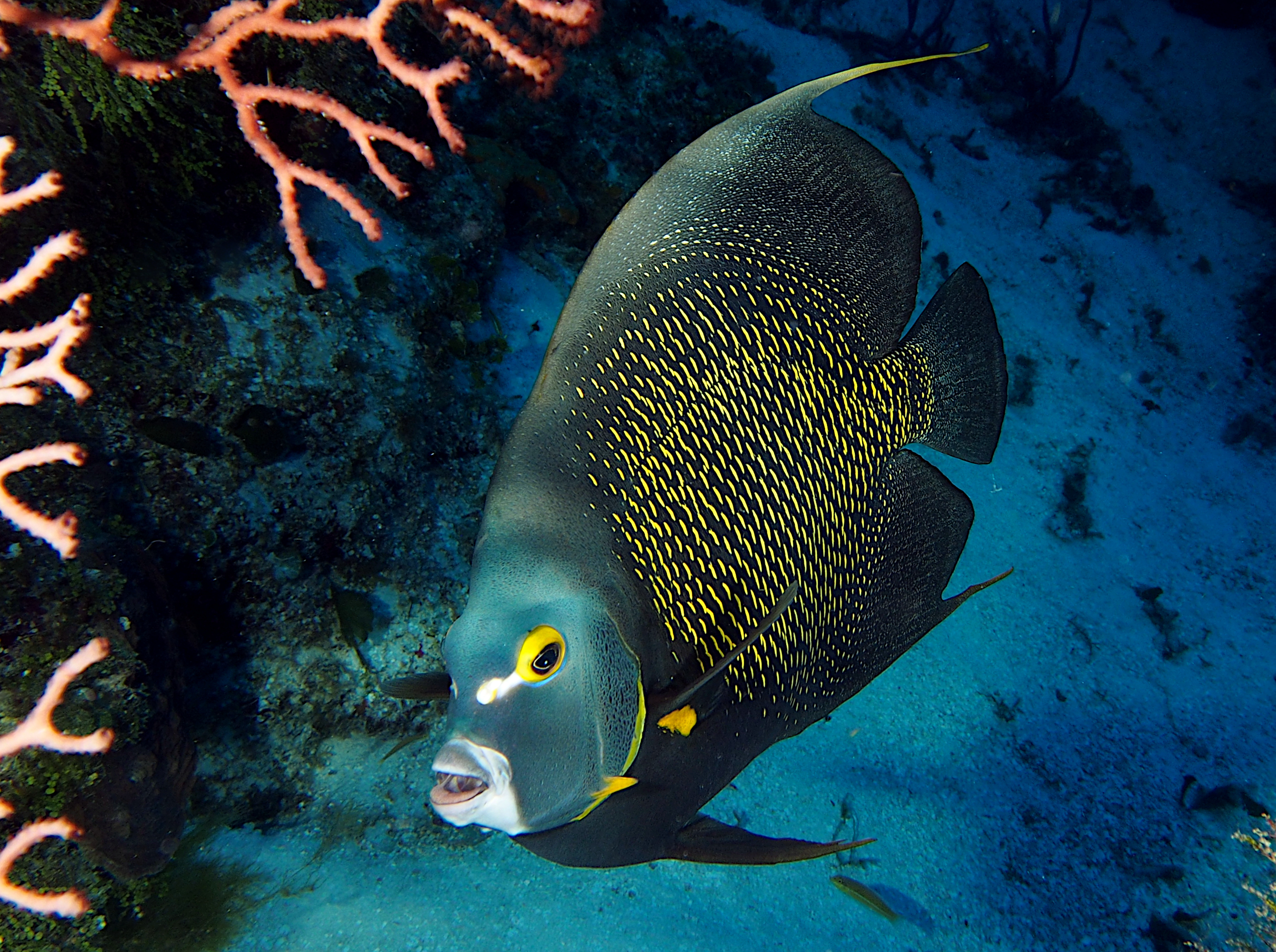 French Angelfish - Pomacanthus paru