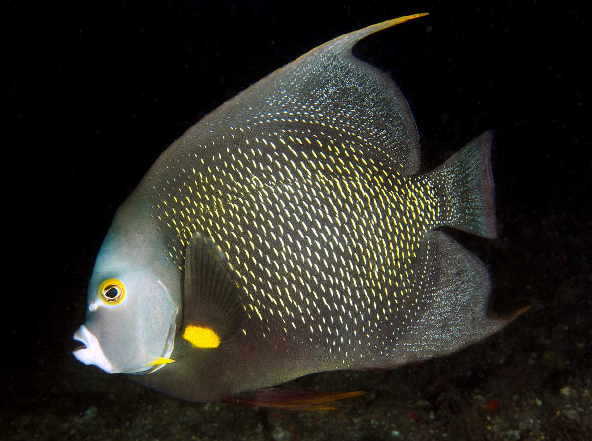 French Angelfish - Pomacanthus paru