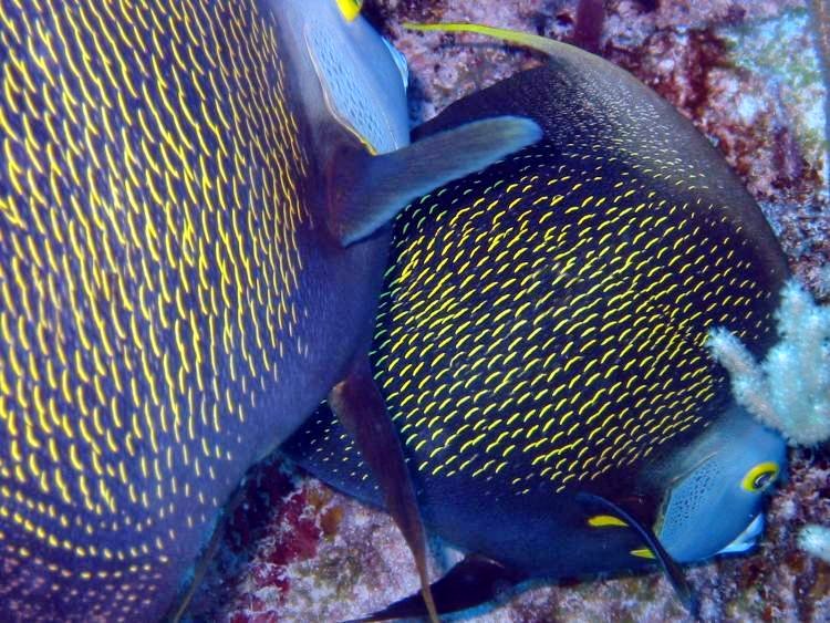 French Angelfish - Pomacanthus paru