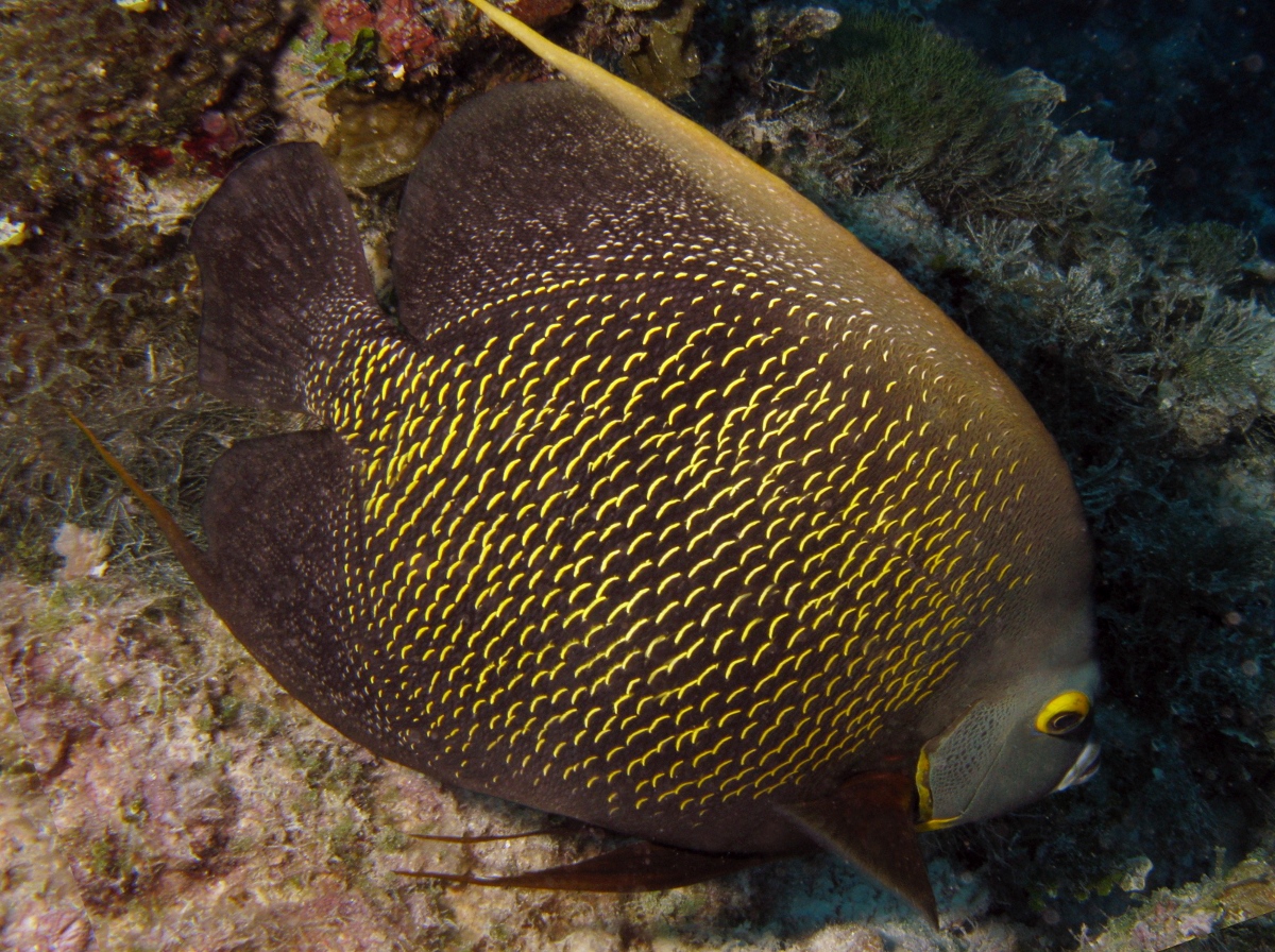 French Angelfish - Pomacanthus paru