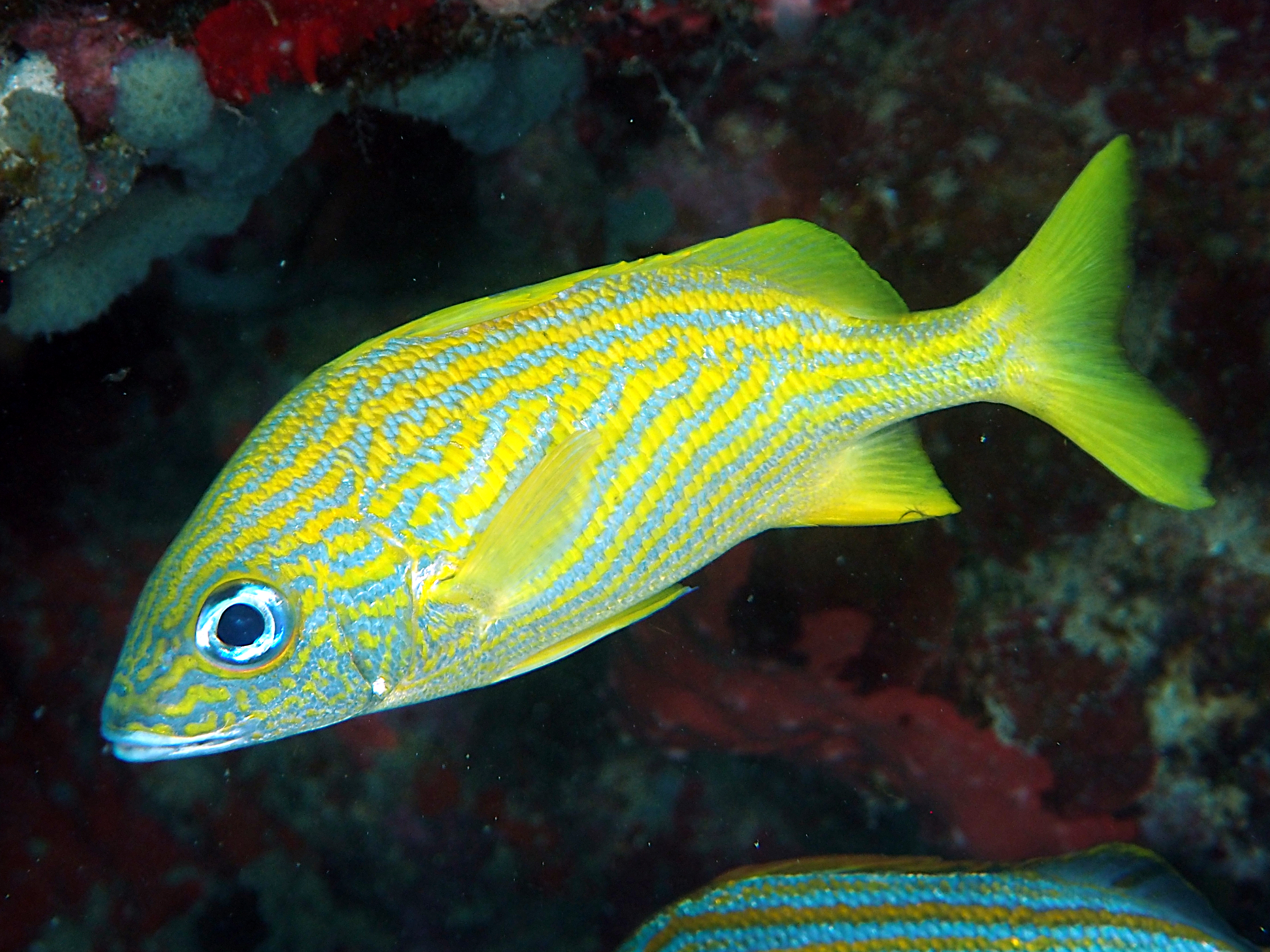 French Grunt - Haemulon flavolineatum