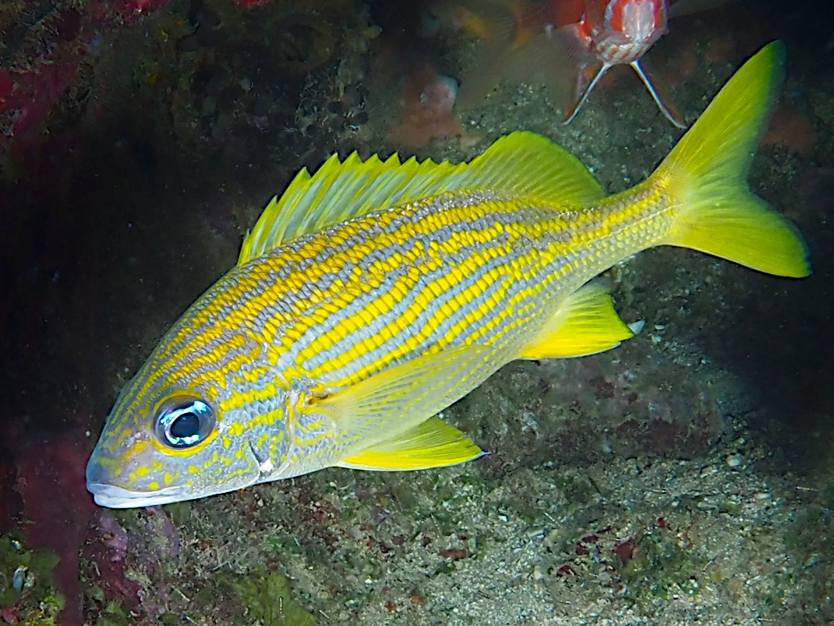 French Grunt - Haemulon flavolineatum