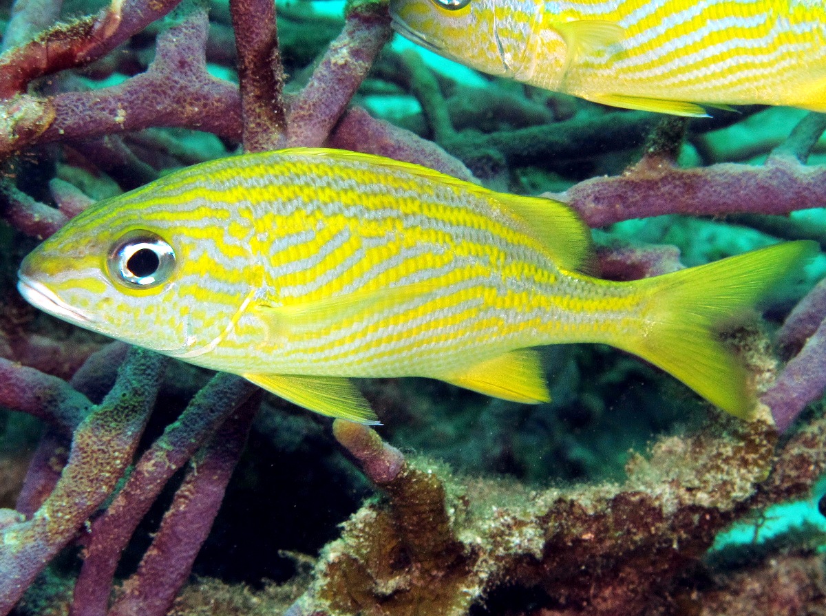 French Grunt - Haemulon flavolineatum