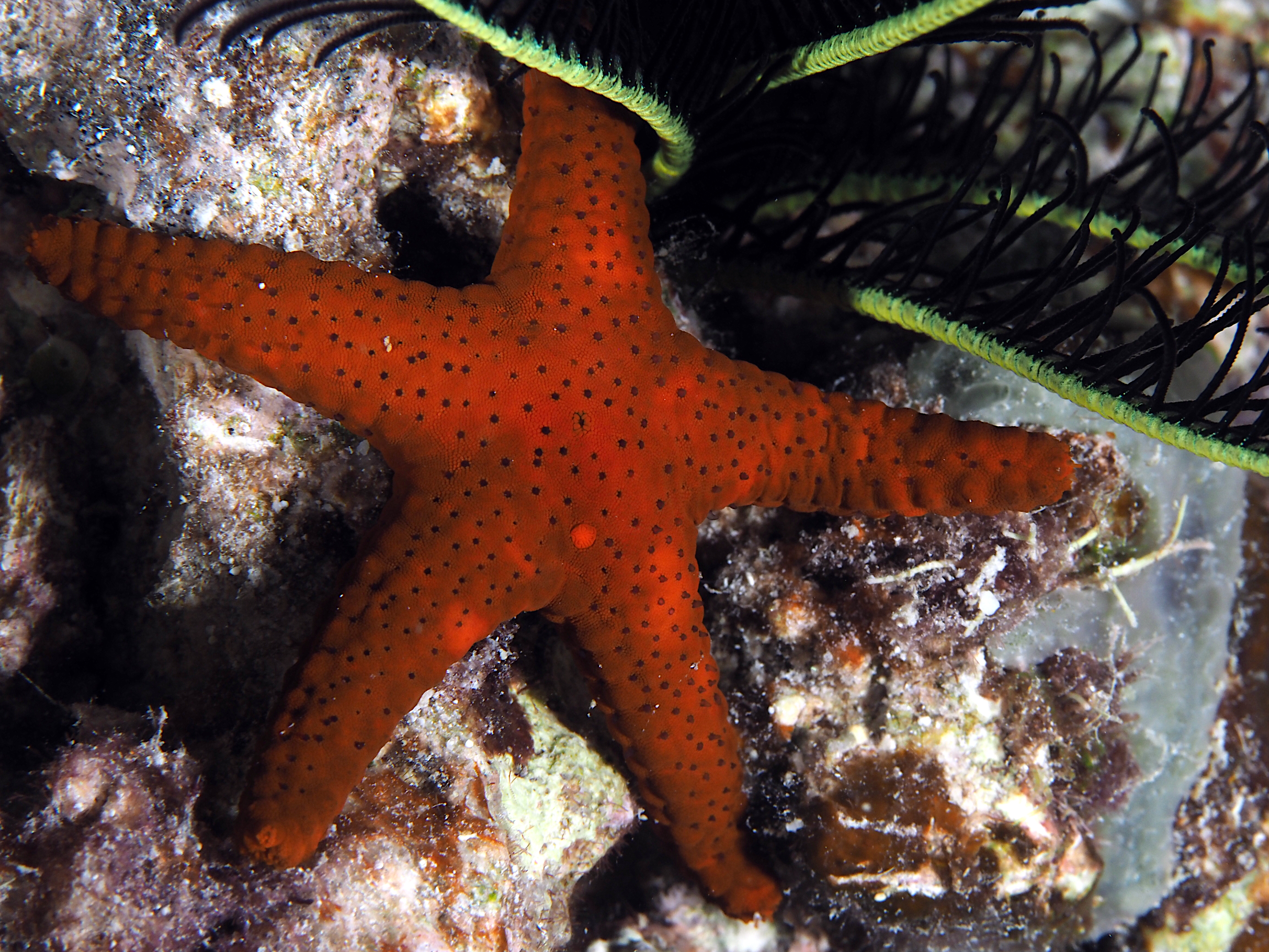 Thousand-Pores Sea Star - Fromia milleporella - Great Barrier Reef, Australia