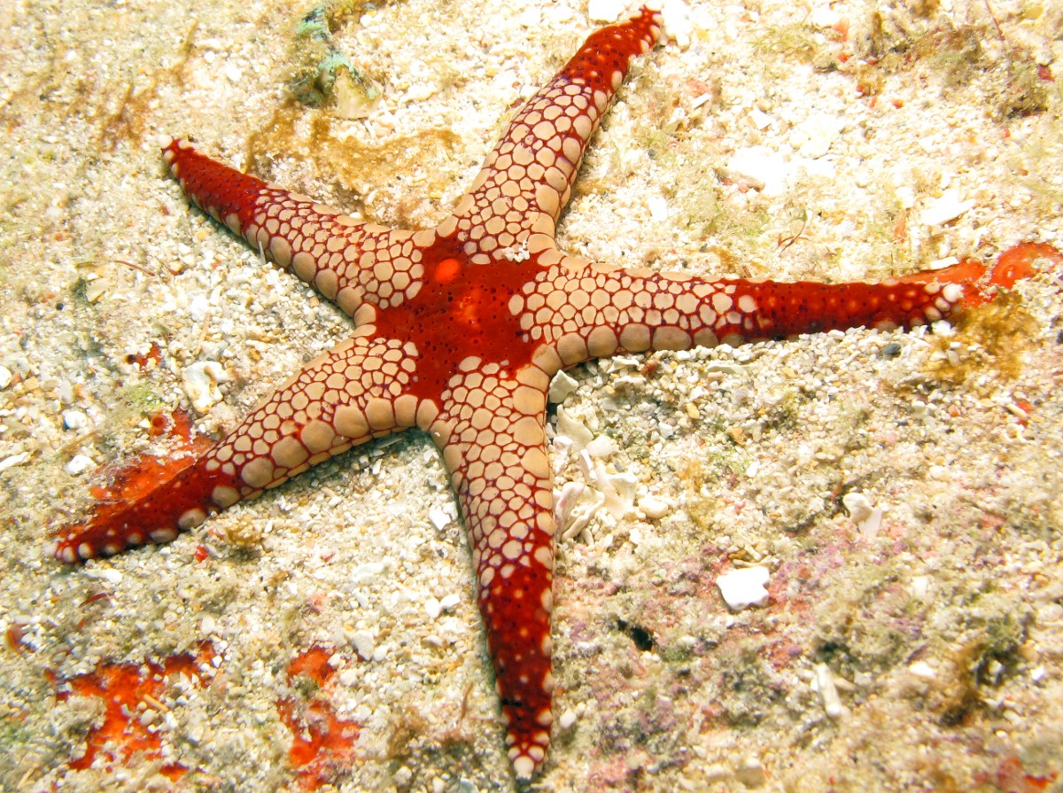 Peppermint Sea Star - Fromia monilis