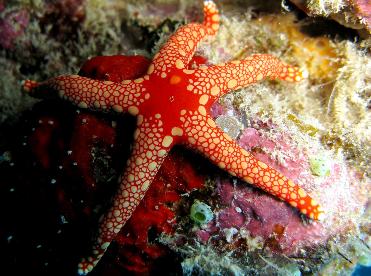 Peppermint Sea Star - Fromia monilis