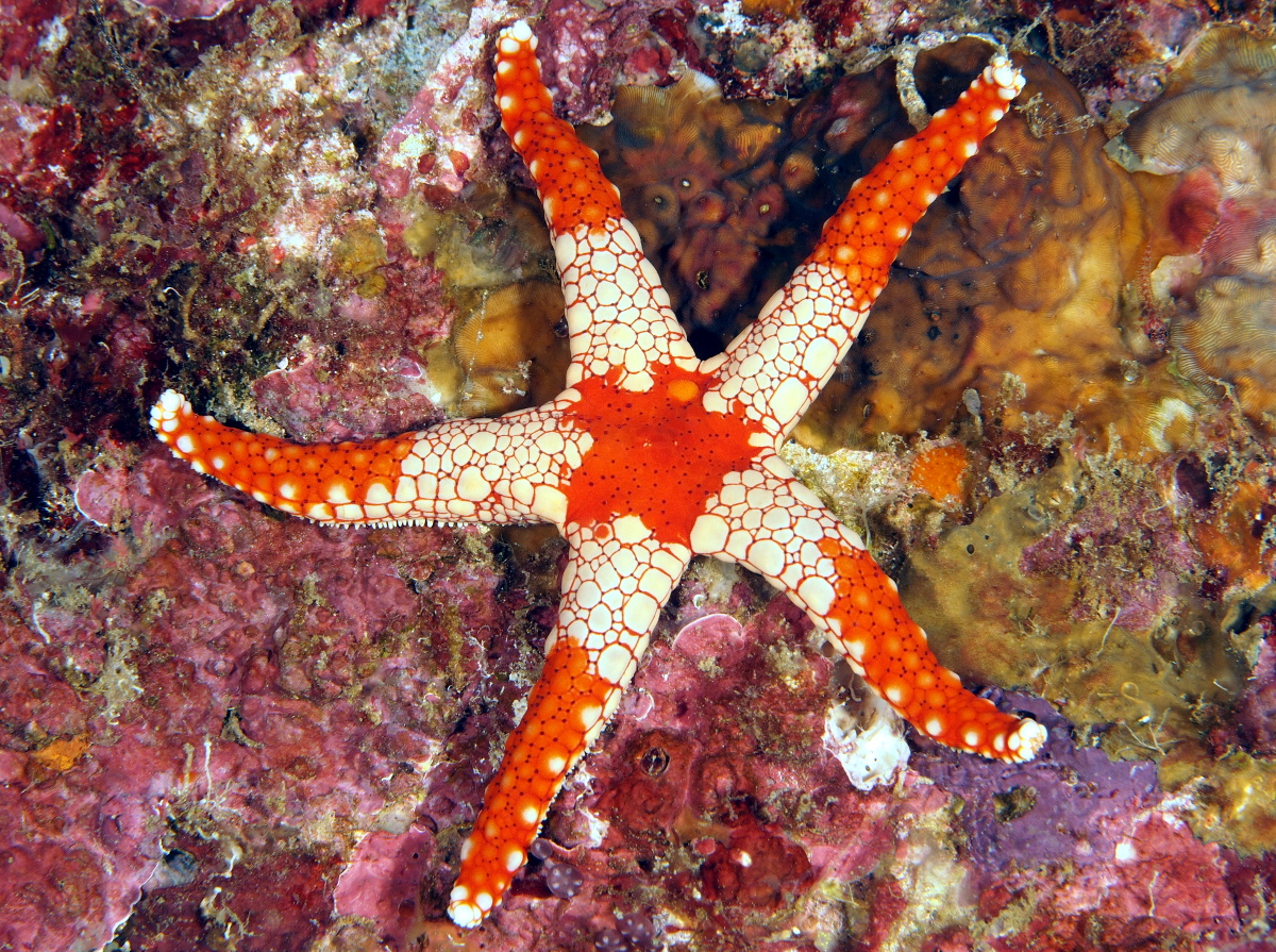 Peppermint Sea Star - Fromia monilis