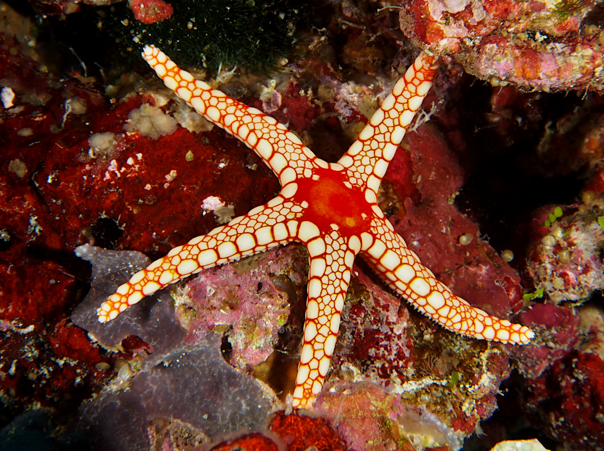 Peppermint Sea Star - Fromia monilis