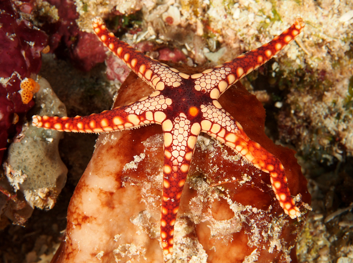 Peppermint Sea Star - Fromia monilis