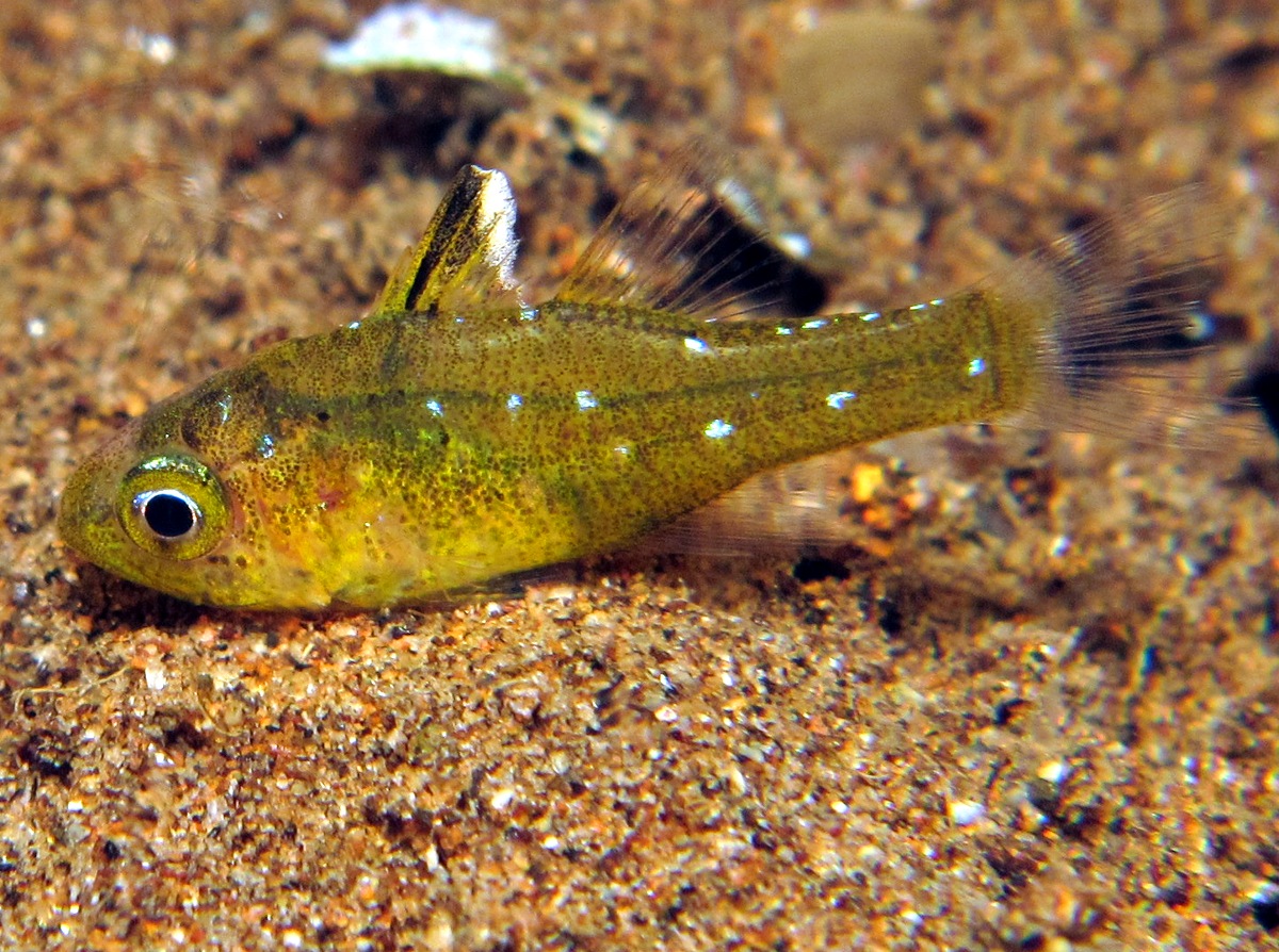 Frostfin Cardinalfish - Ostorhinchus hoevenii - Dumaguete, Philippines