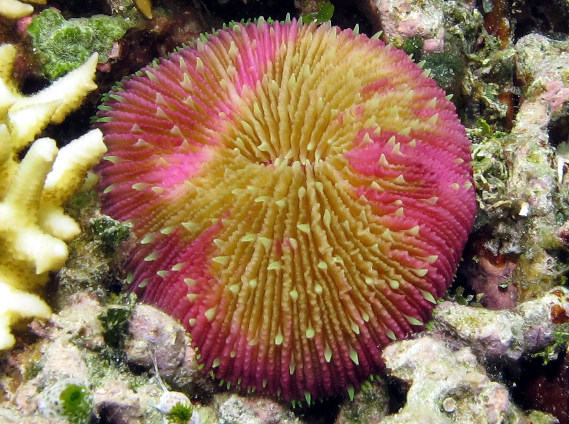 Common Mushroom Coral - Fungia fungites - Palau