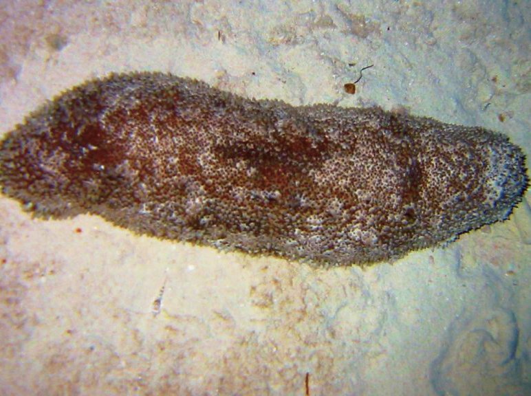 Furry Sea Cucumber - Astichopus multifidus