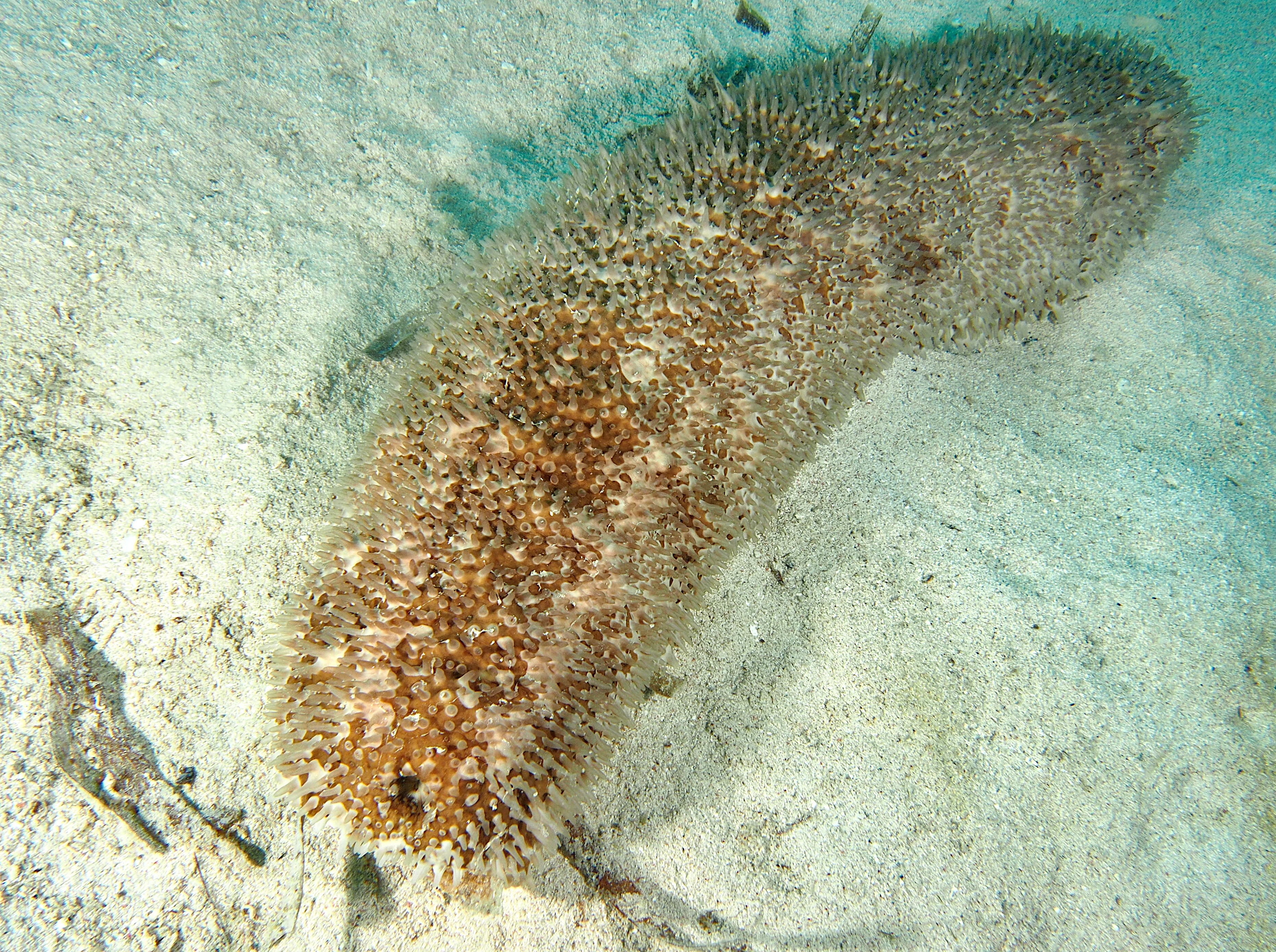 Furry Sea Cucumber - Astichopus multifidus