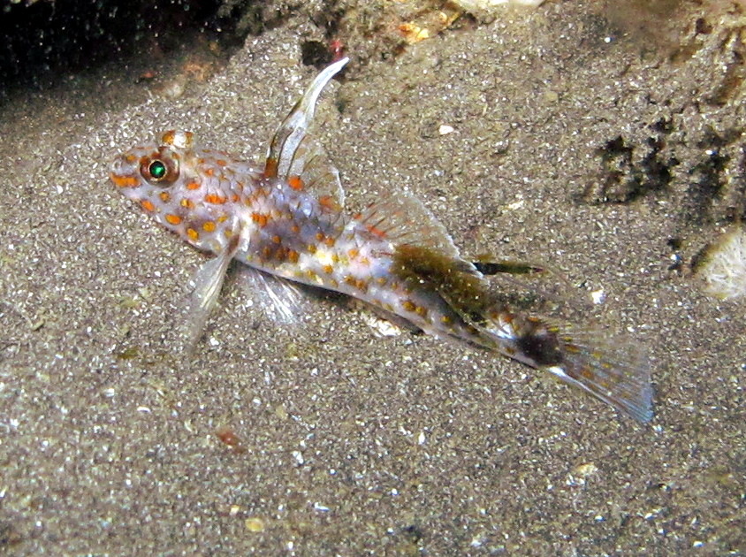 Blotched Sandgoby - Fusigobius inframaculatus - Lembeh Strait, Indonesia