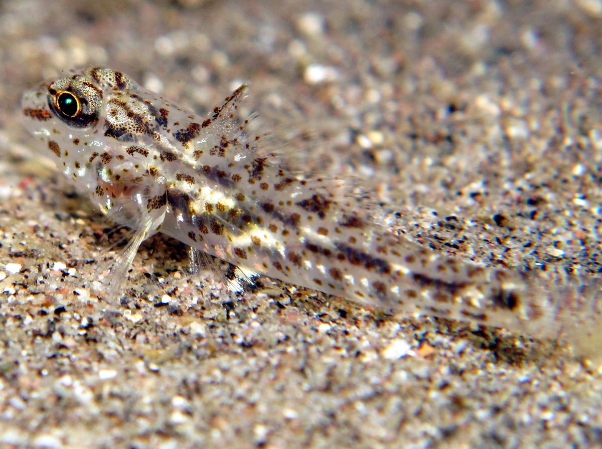 Neophyte Sandgoby - Fusigobius neophytus - Dumaguete, Philippines