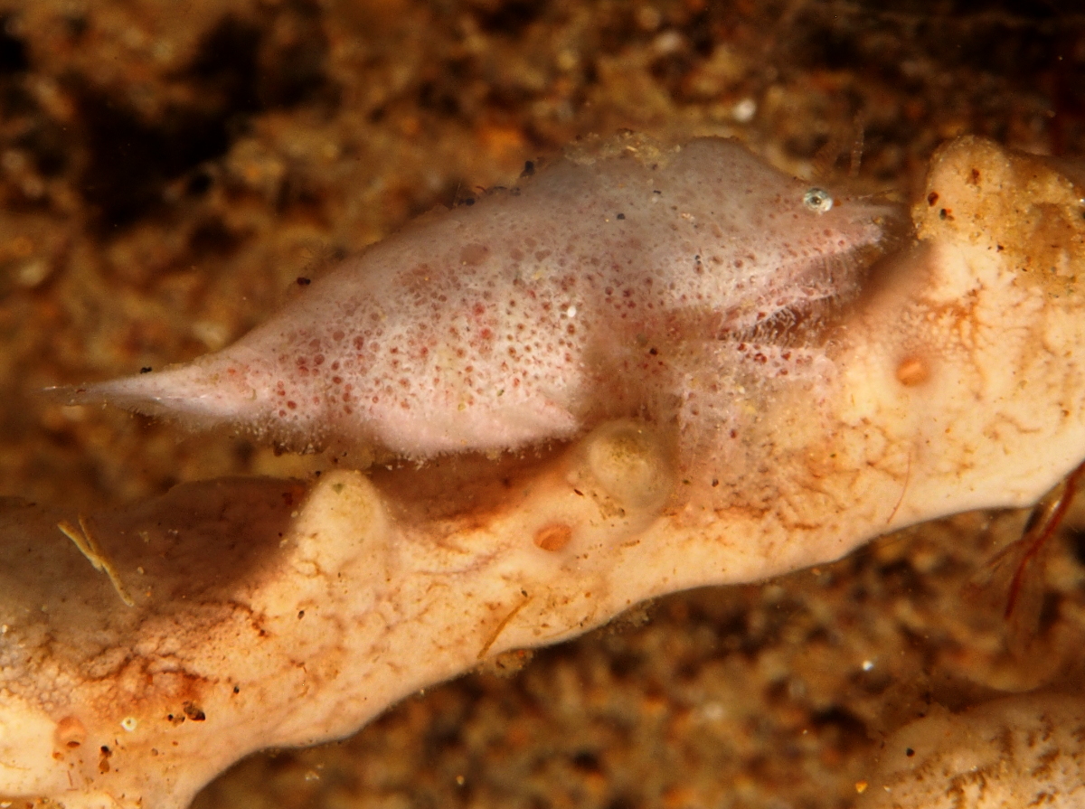 Cryptic Sponge Shrimp - Gelastocaris paronae