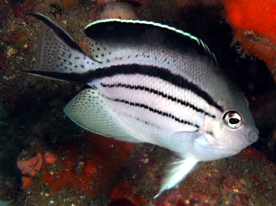 Blackstriped Angelfish - Genicanthus lamarck