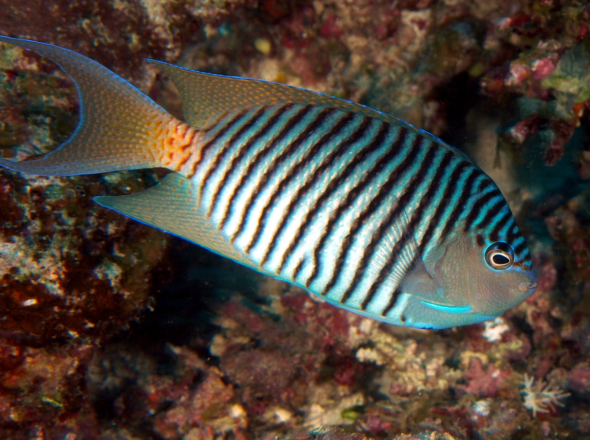 Black-Spot Angelfish - Genicanthus melanospilos - Fiji