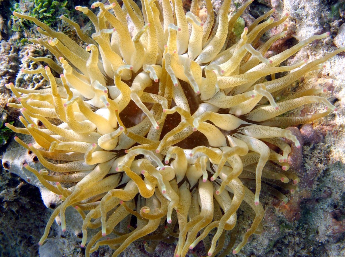 Giant Anemone - Condylactis gigantea