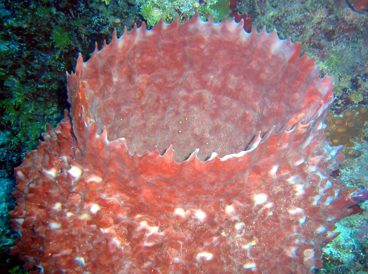 Giant Barrel Sponge - Xestospongia muta