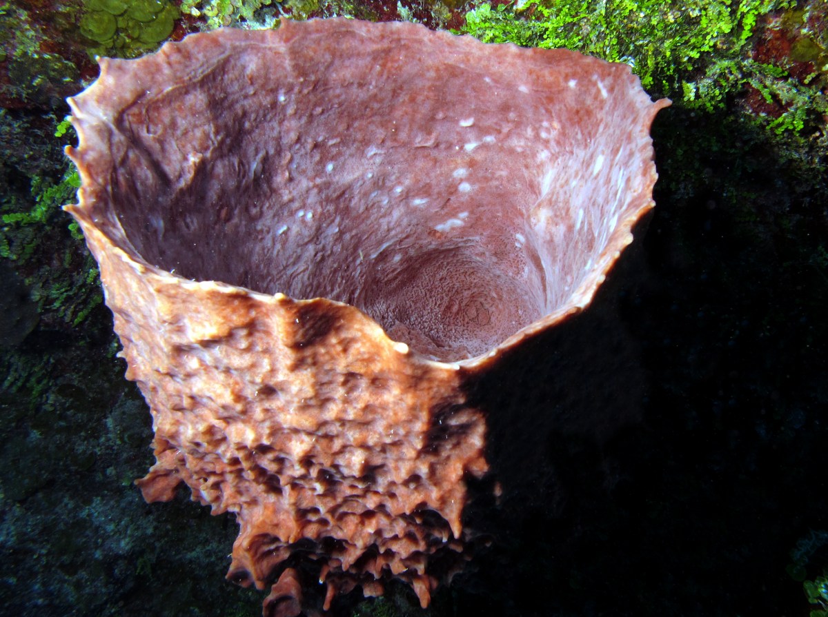 Giant Barrel Sponge - Xestospongia muta