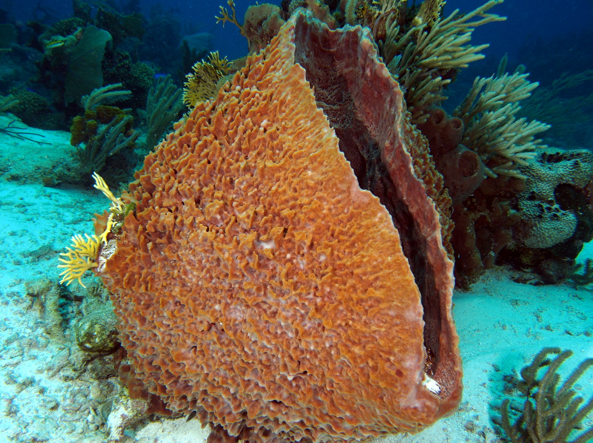 Giant Barrel Sponge - Xestospongia muta