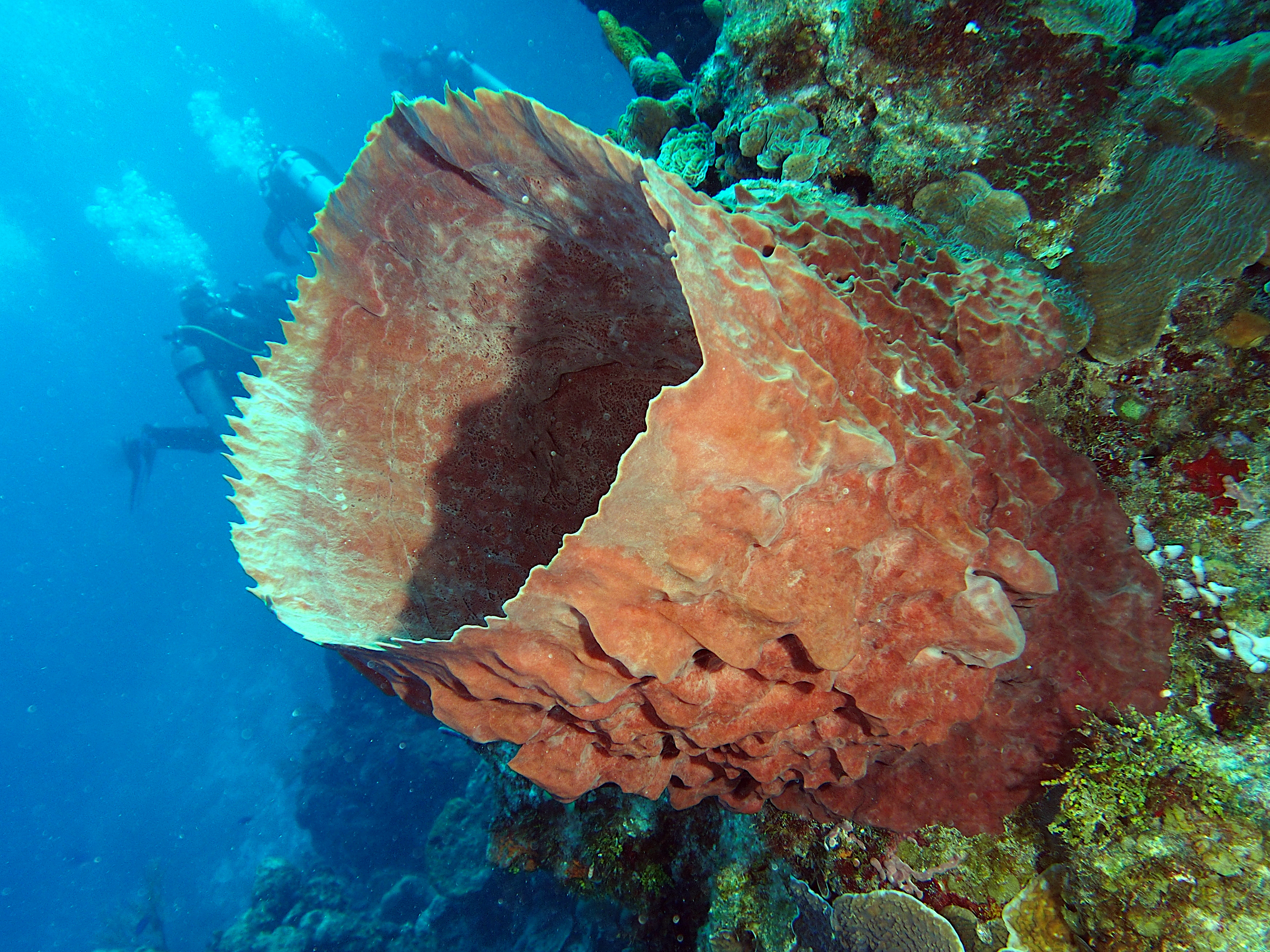 Giant Barrel Sponge - Xestospongia muta