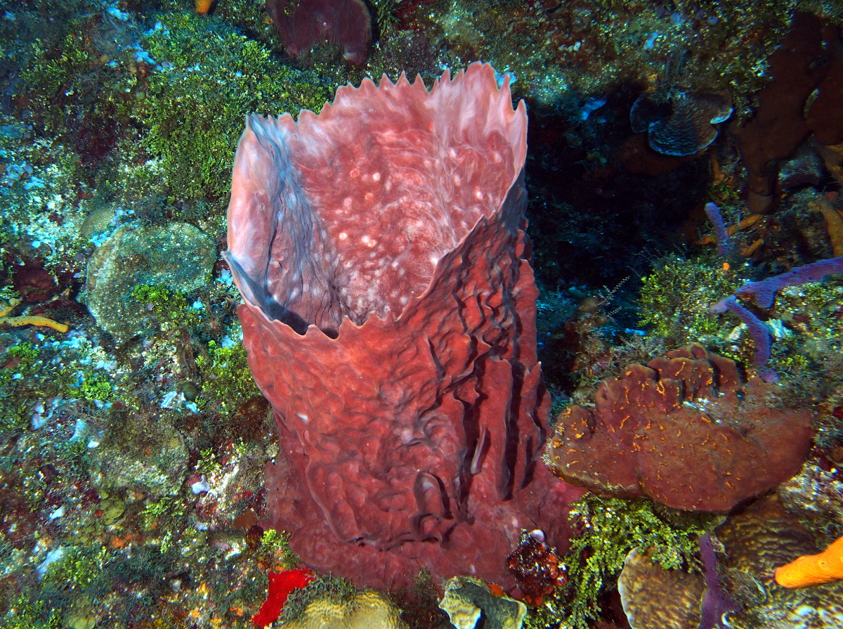 Giant Barrel Sponge - Xestospongia muta