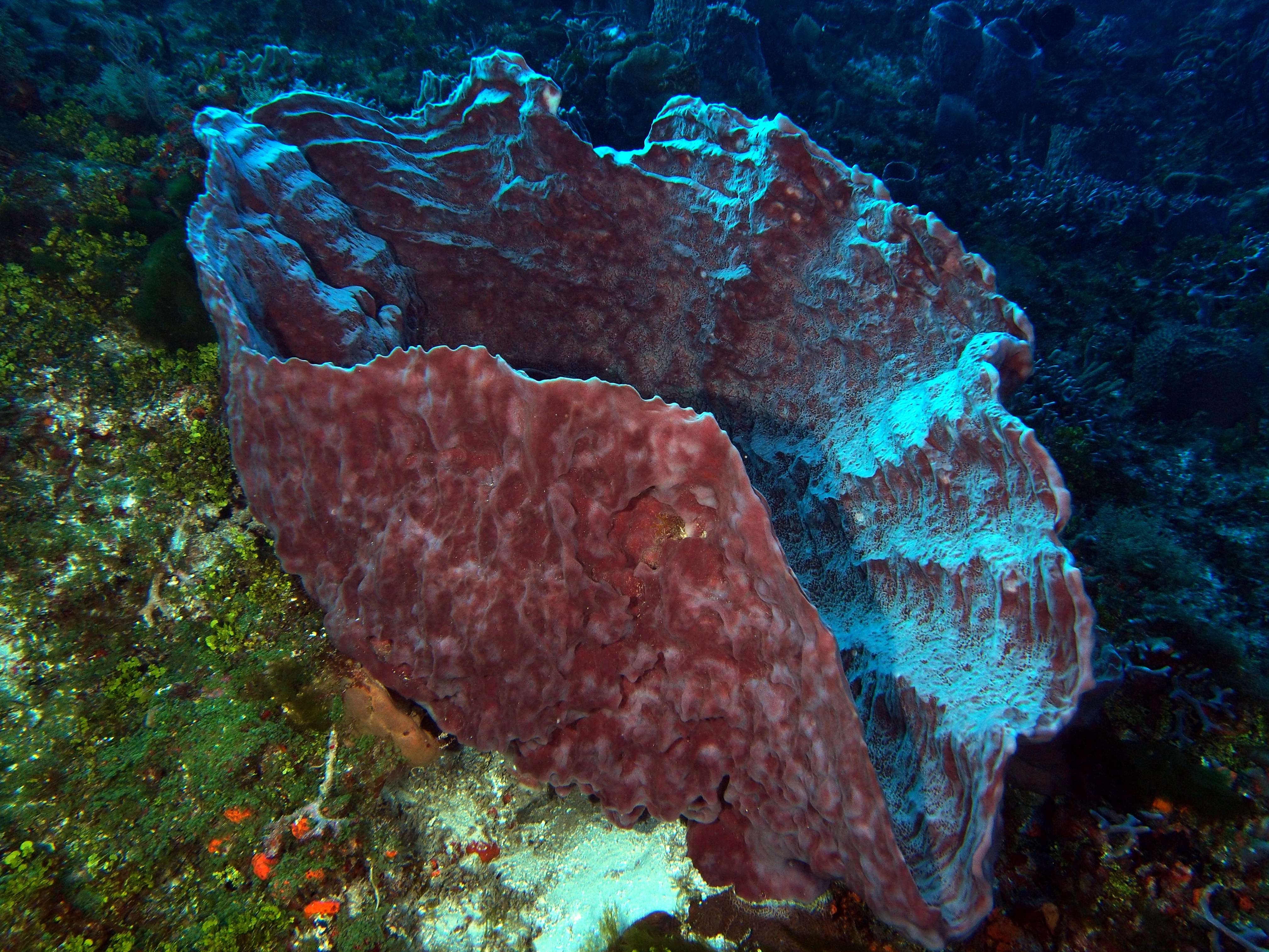 Giant Barrel Sponge - Xestospongia muta