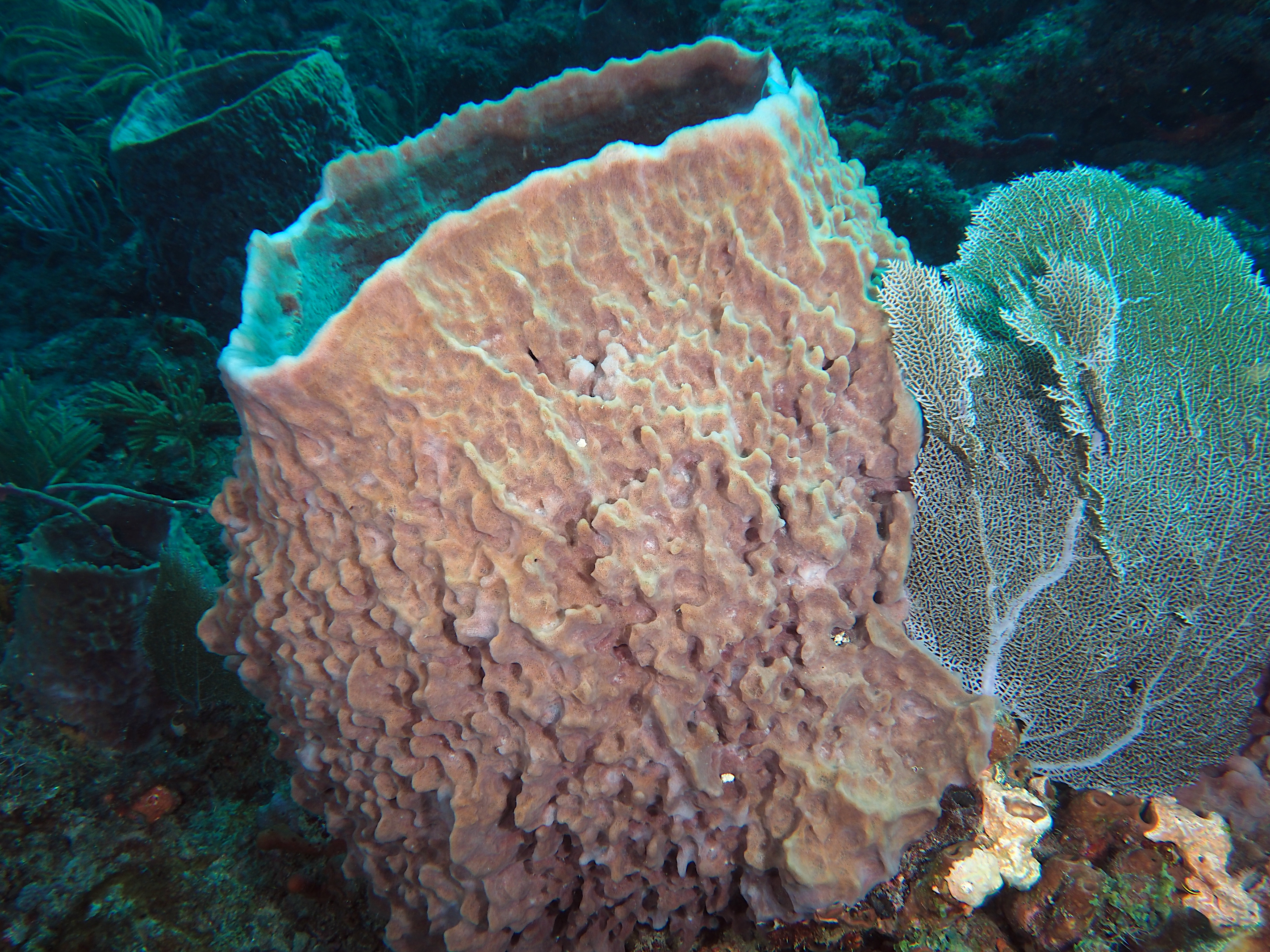 Giant Barrel Sponge - Xestospongia muta