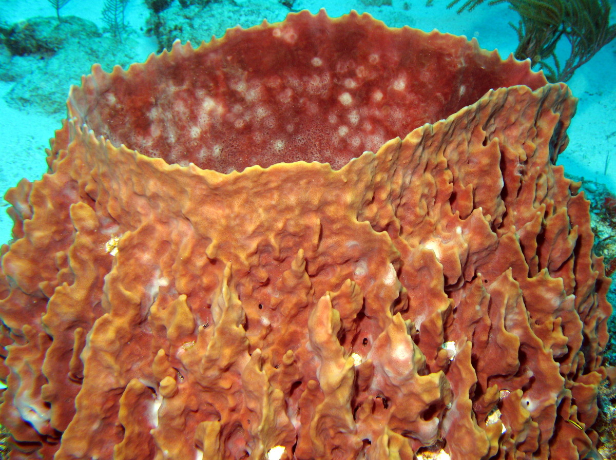 Giant Barrel Sponge - Xestospongia muta