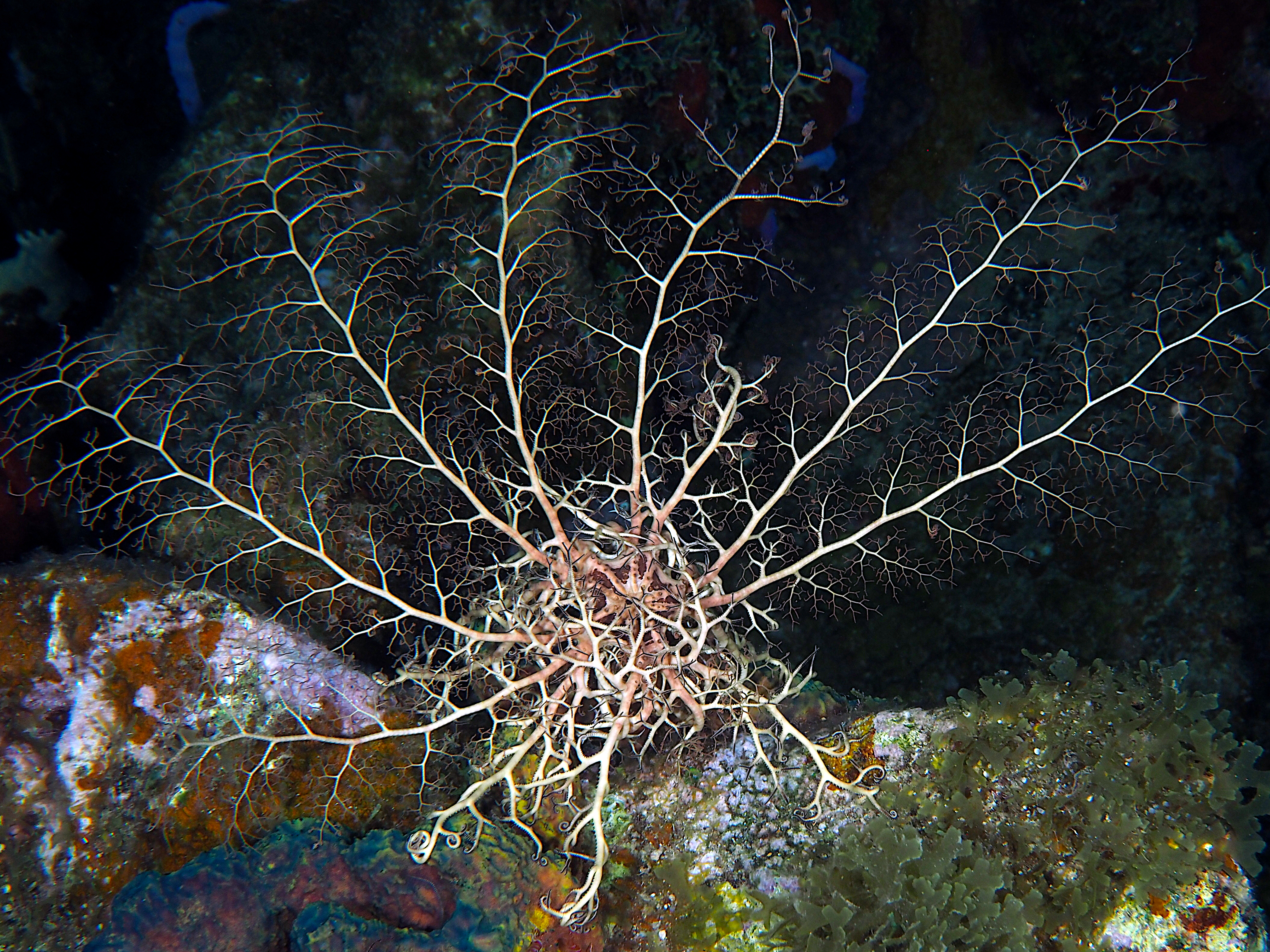 Giant Basketstar Star - Astrophyton muricatum