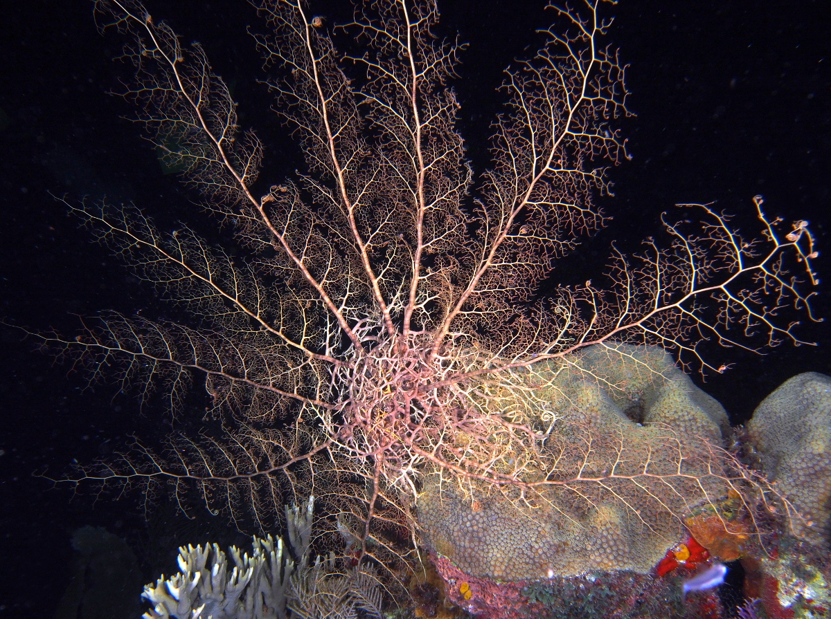 Giant Basketstar Star - Astrophyton muricatum