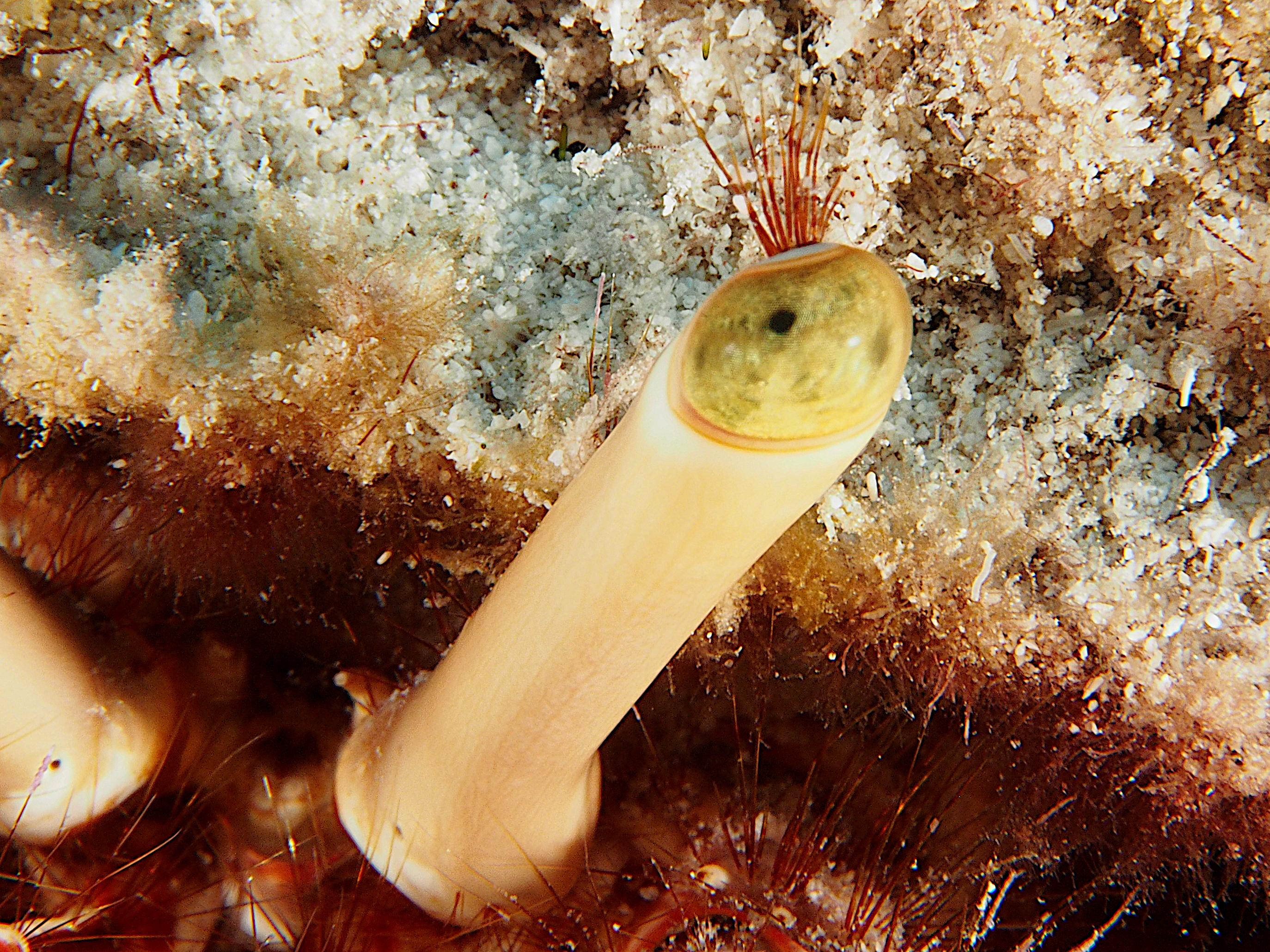 Giant Hermit Crab - Petrochirus diogenes