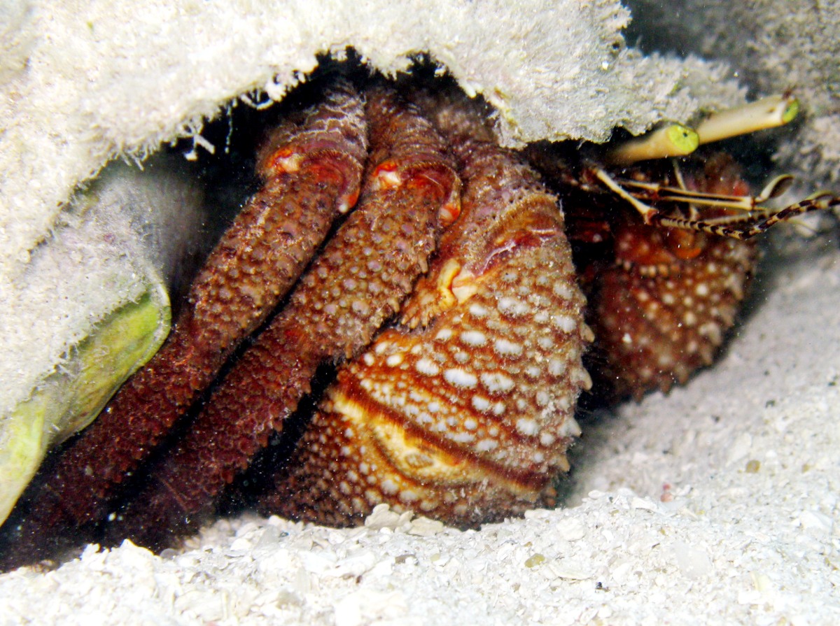 Giant Hermit Crab - Petrochirus diogenes