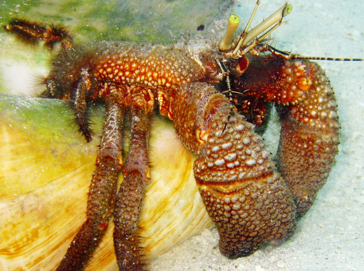 Giant Hermit Crab - Petrochirus diogenes