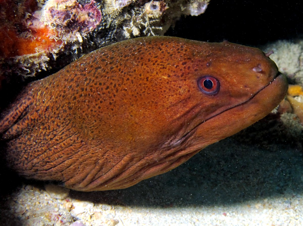 Giant Moray Eel - Gymnothorax javanicus