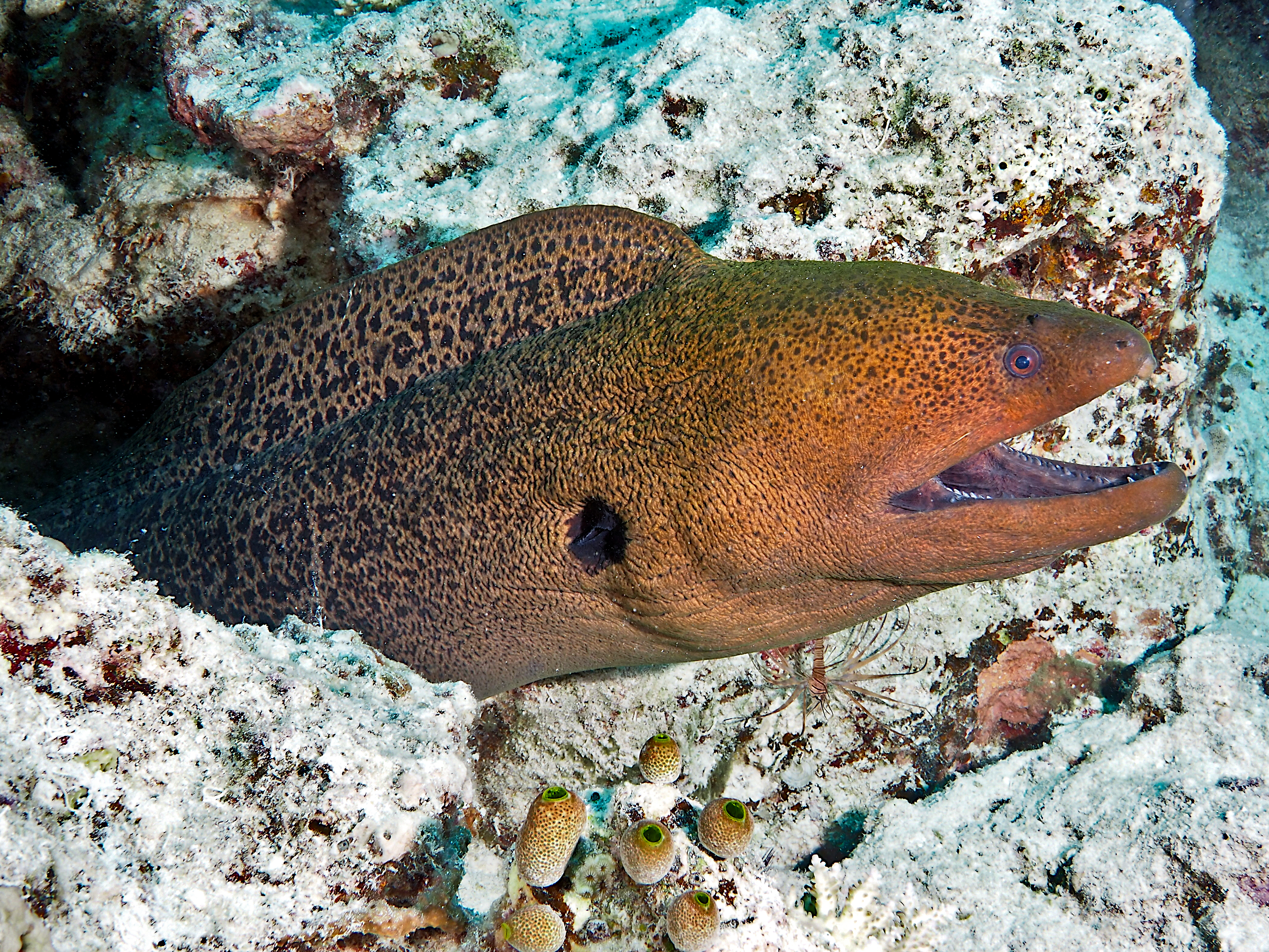 Giant Moray Eel - Gymnothorax javanicus