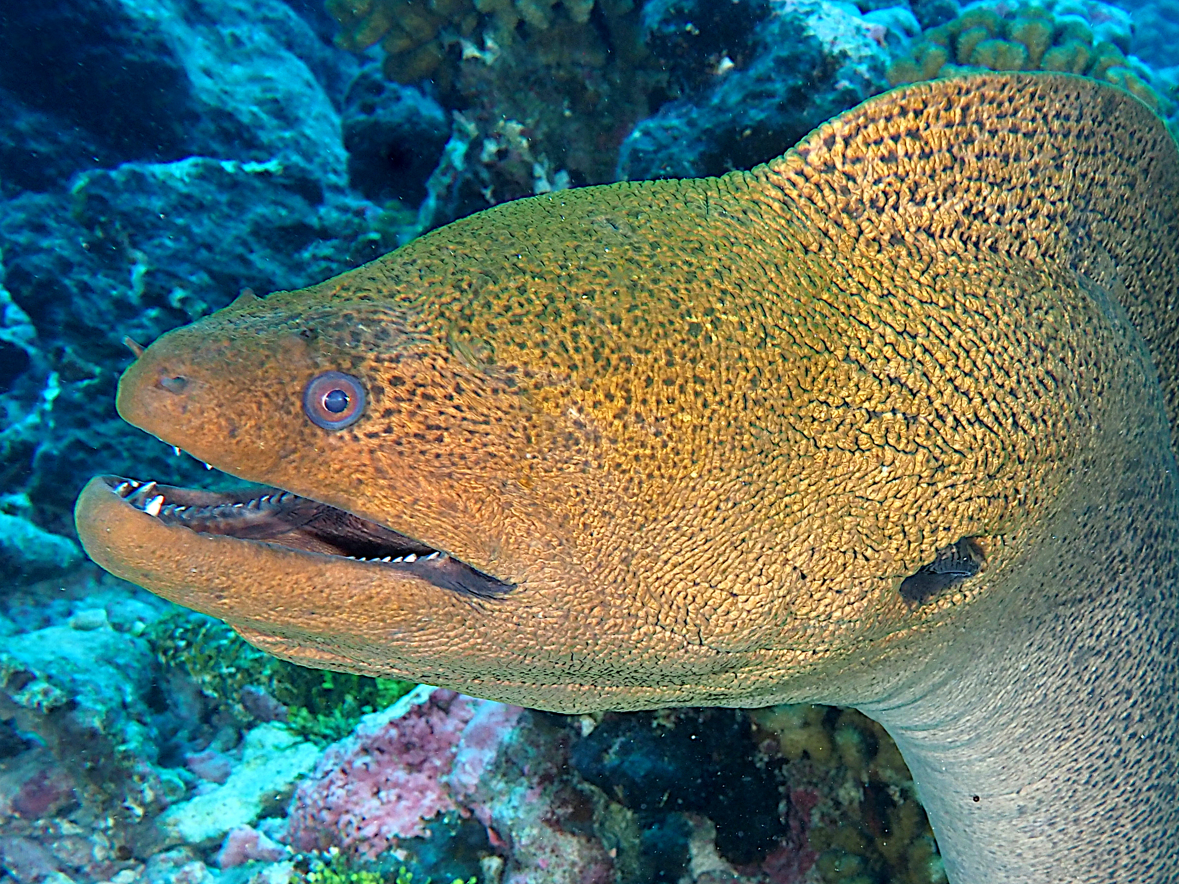 Giant Moray Eel - Gymnothorax javanicus