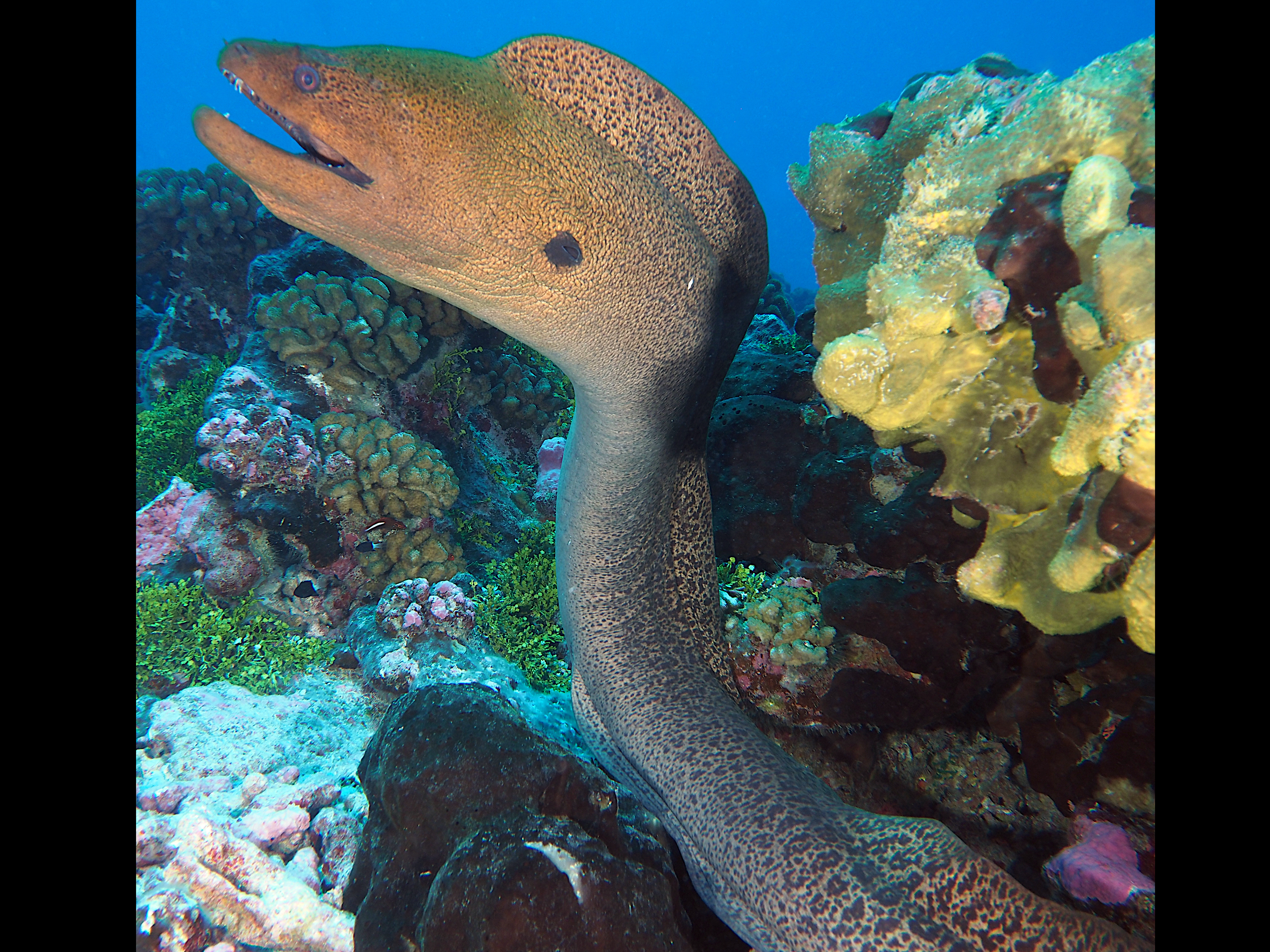 Giant Moray Eel - Gymnothorax javanicus