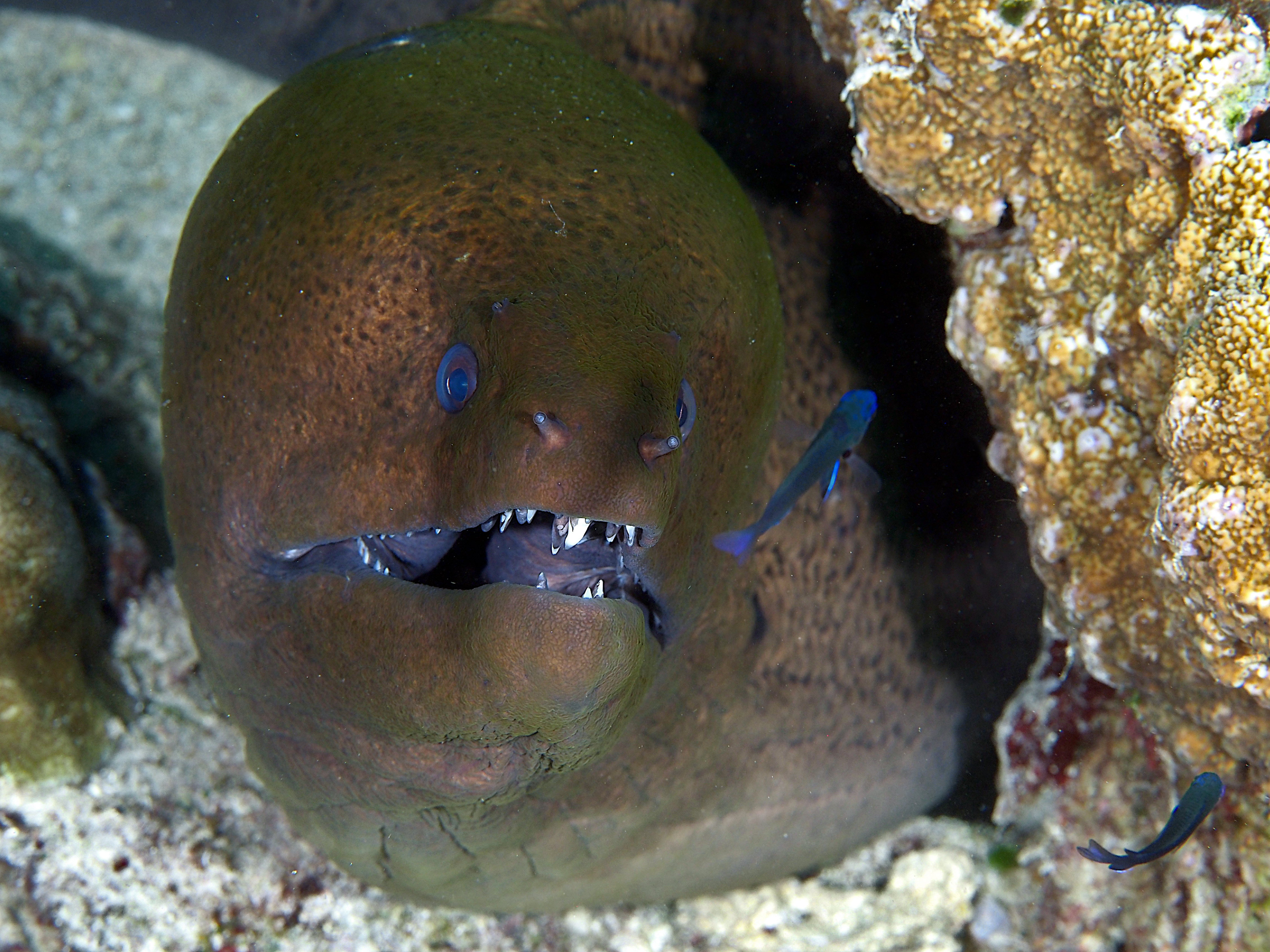 Giant Moray Eel - Gymnothorax javanicus