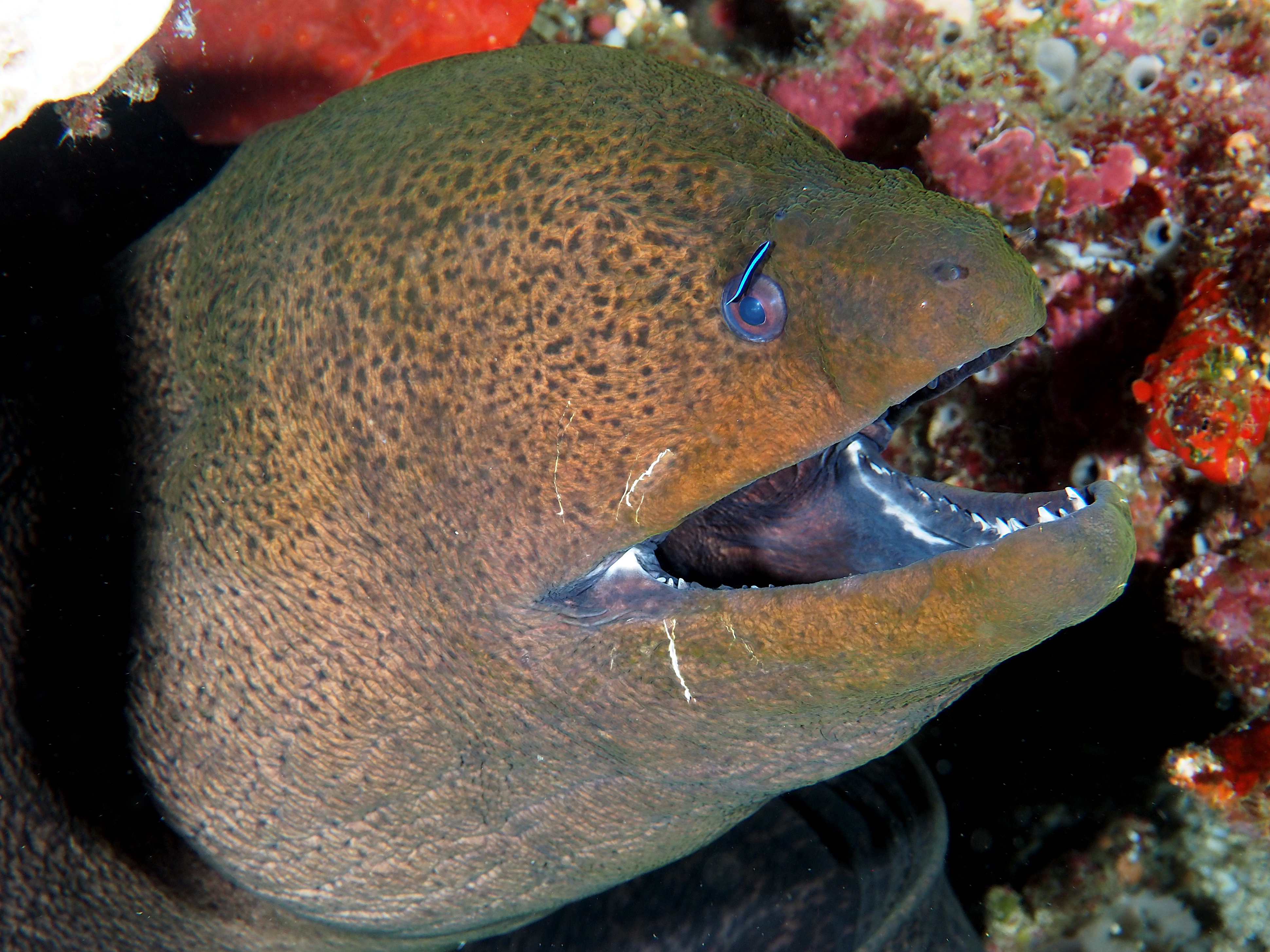 Giant Moray Eel - Gymnothorax javanicus