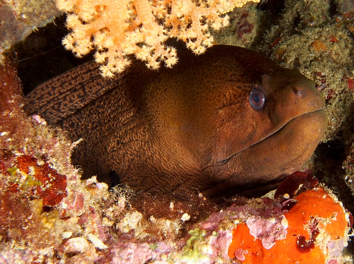 Giant Moray Eel - Gymnothorax javanicus