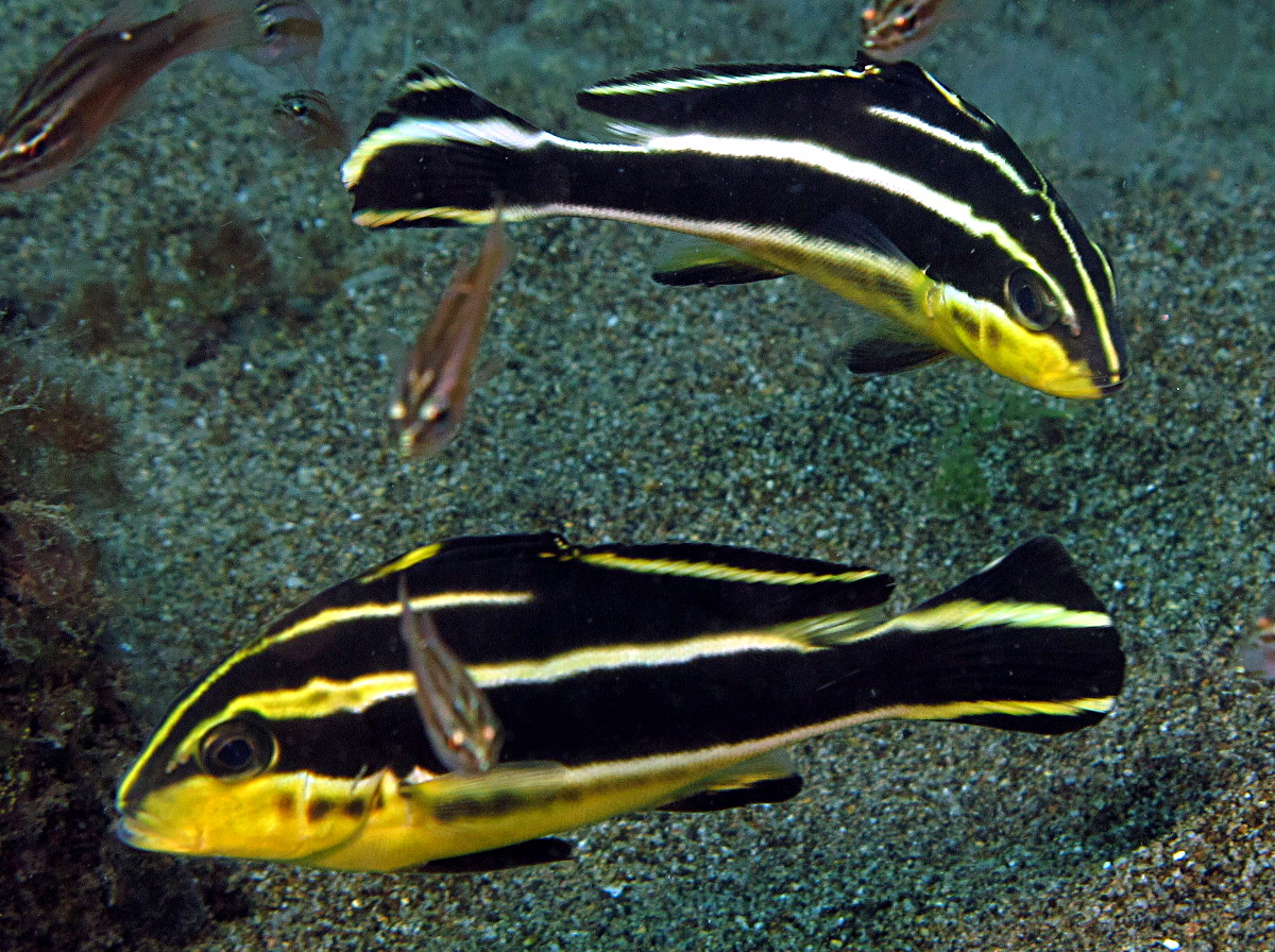 Giant Sweetlips - Plectorhinchus albovittatus