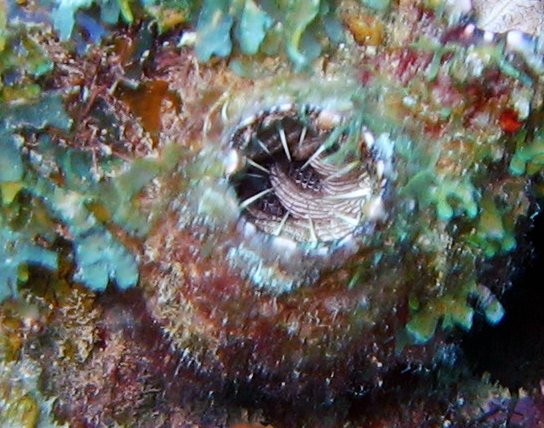 Giant Tunicate - Polycarpa spongiabilis