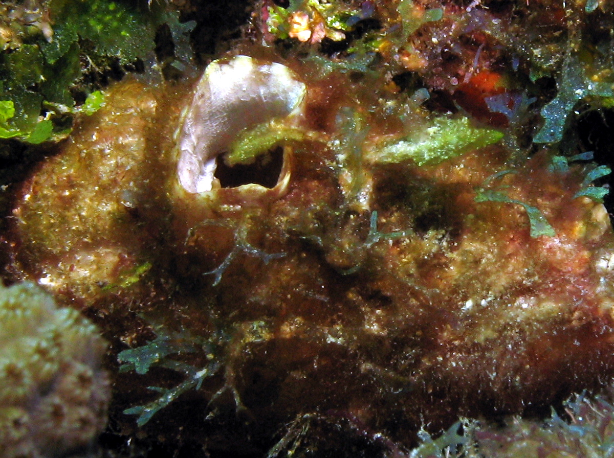 Giant Tunicate - Polycarpa spongiabilis