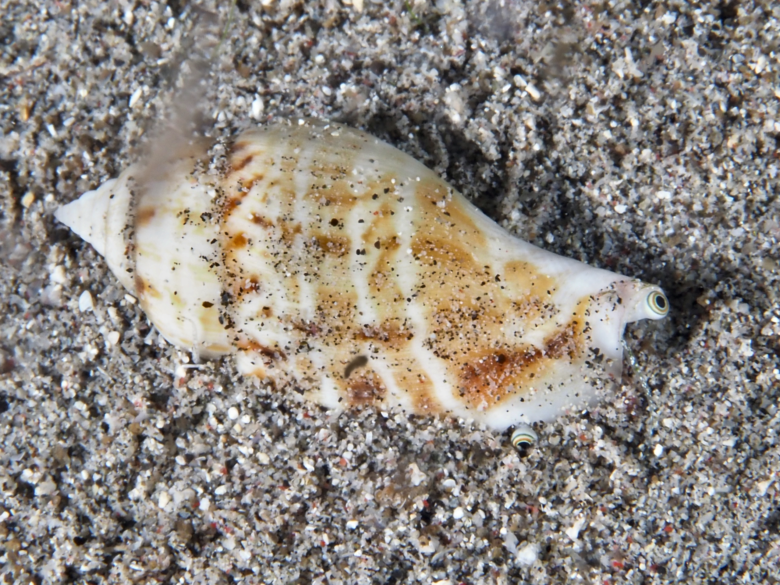 Humped Conch - Gibberulus gibberulus