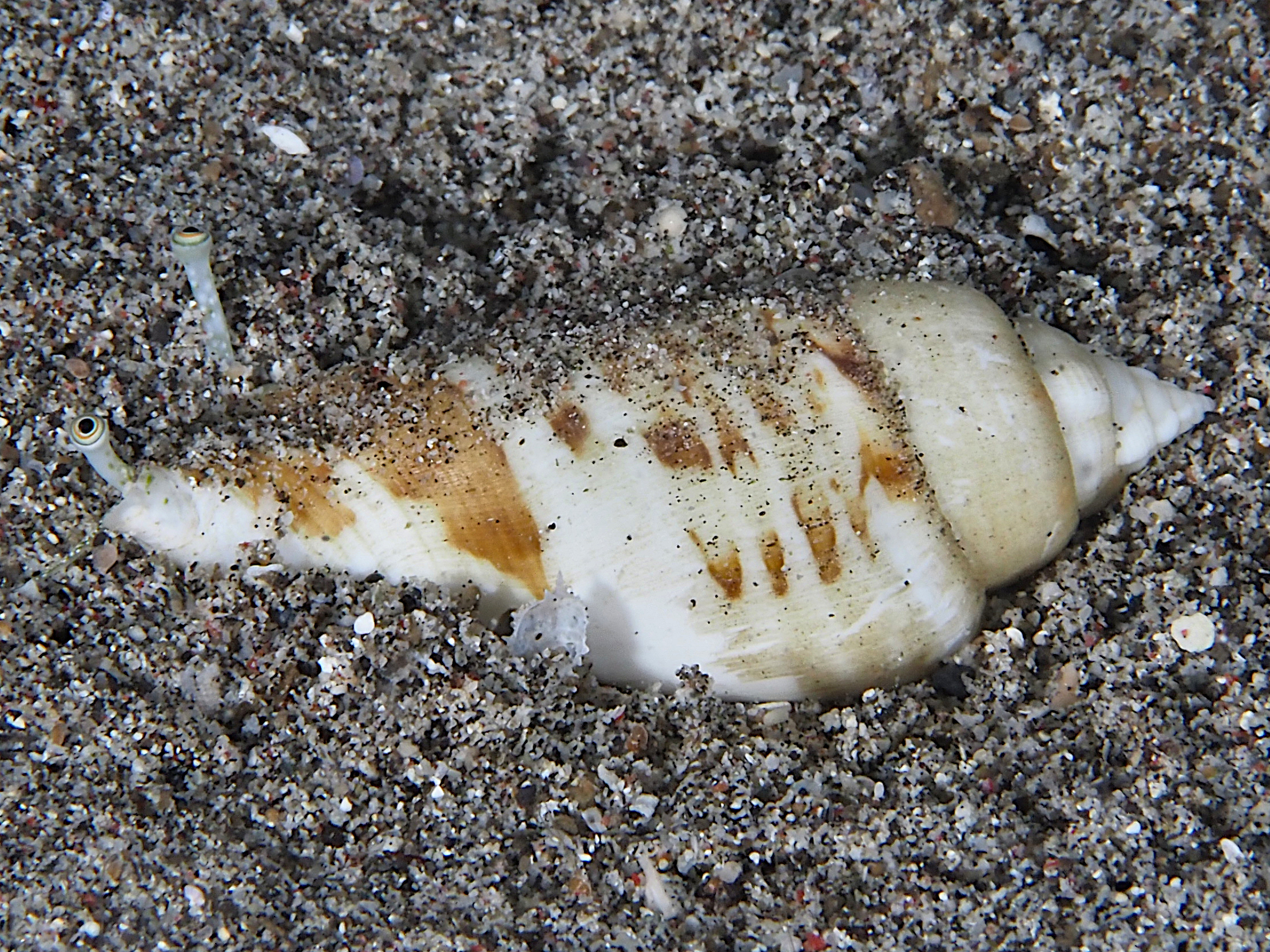 Humped Conch - Gibberulus gibberulus