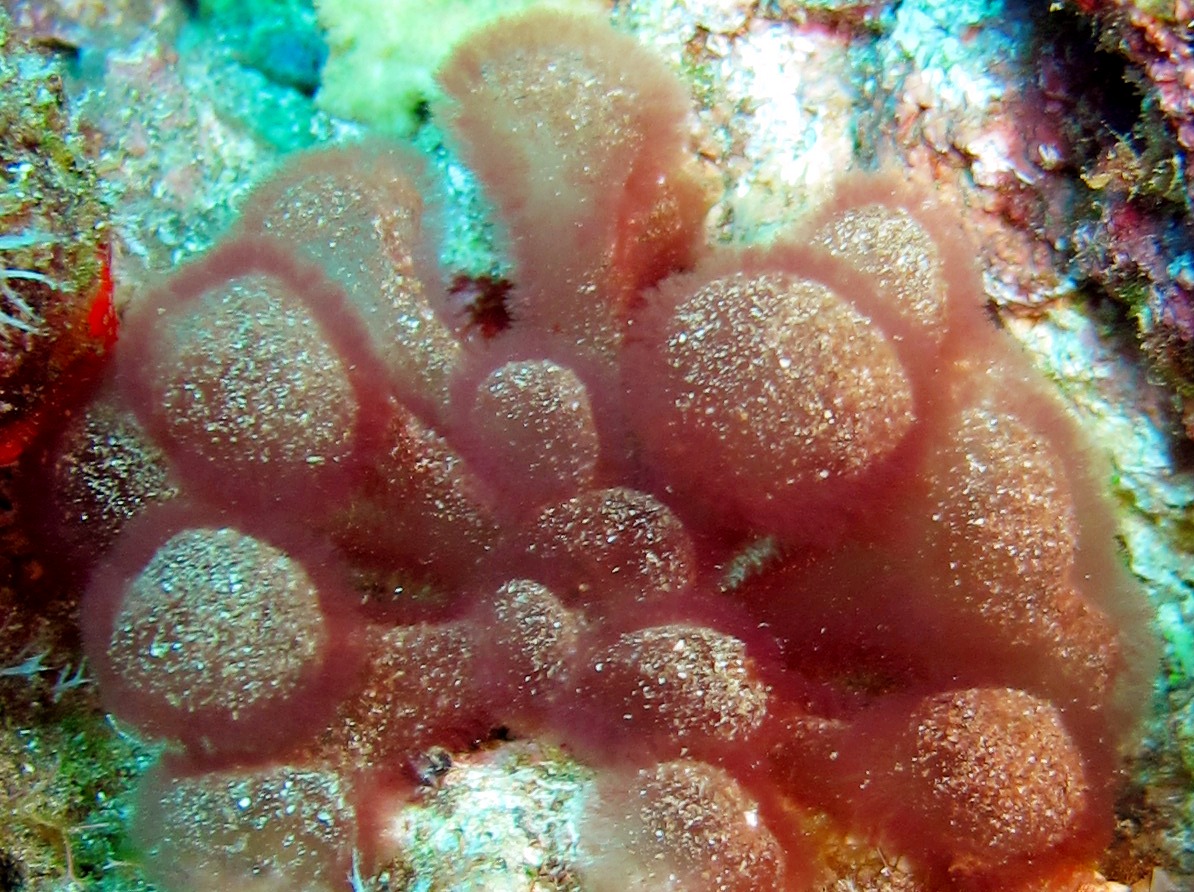 Gibsmithia hawaiiensis - Gibsmithia hawaiiensis - Lanai, Hawaii